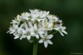 September, Aurstralische tuin Merrigum in Neer